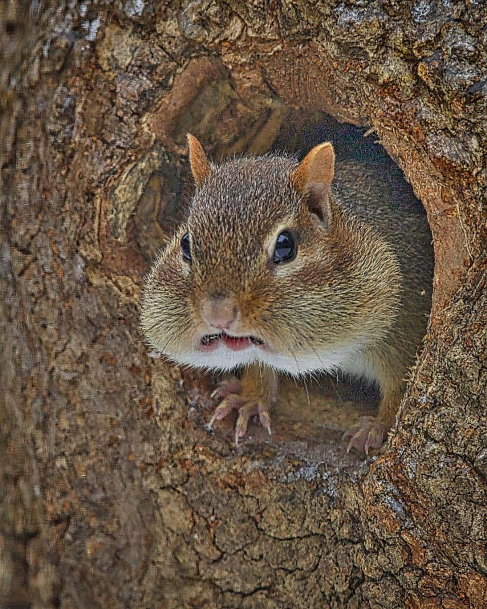 Chipmunk Inside Tree Hole Picture