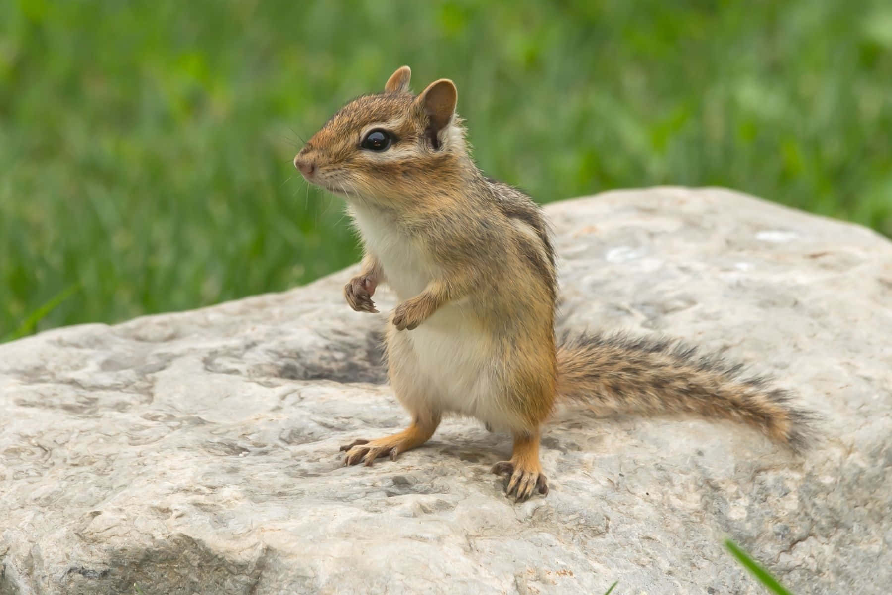 Tiny Chipmunk On Rock Picture