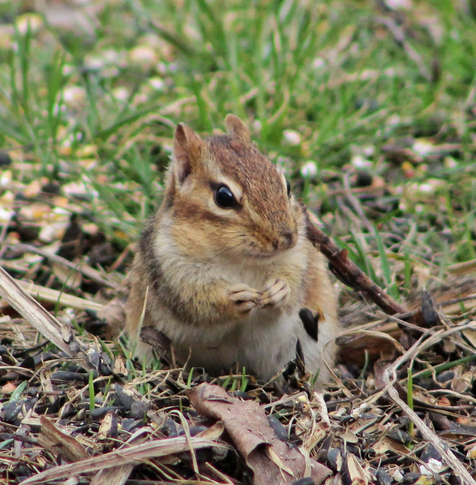 Chipmunk On Dried Leaves And Grass Picture