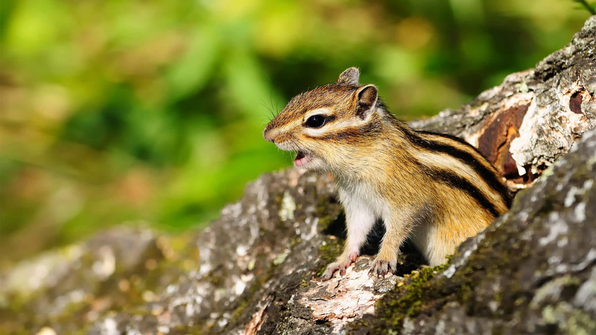 “A cheeky chipmunk looks for its next snack”