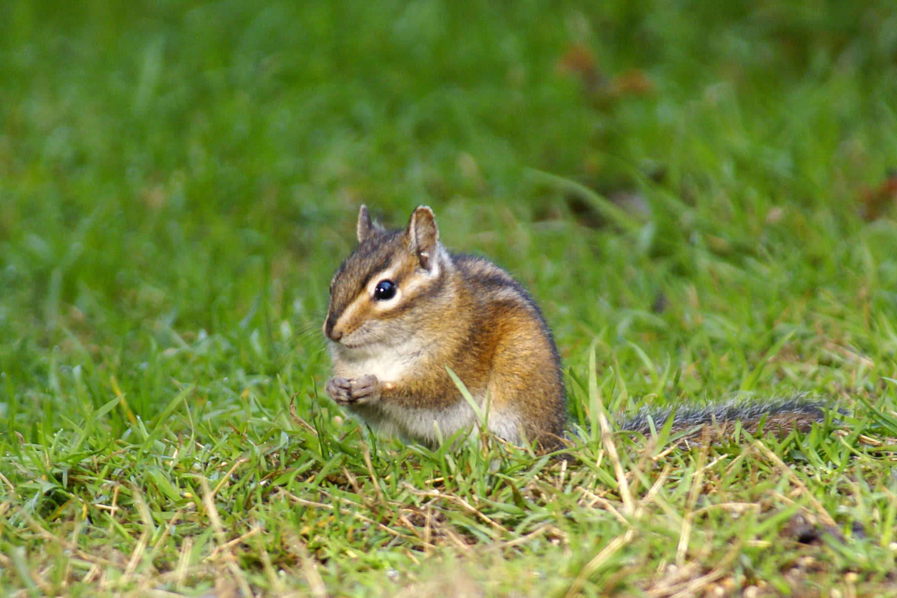 Cute Chipmunk On Grass Picture