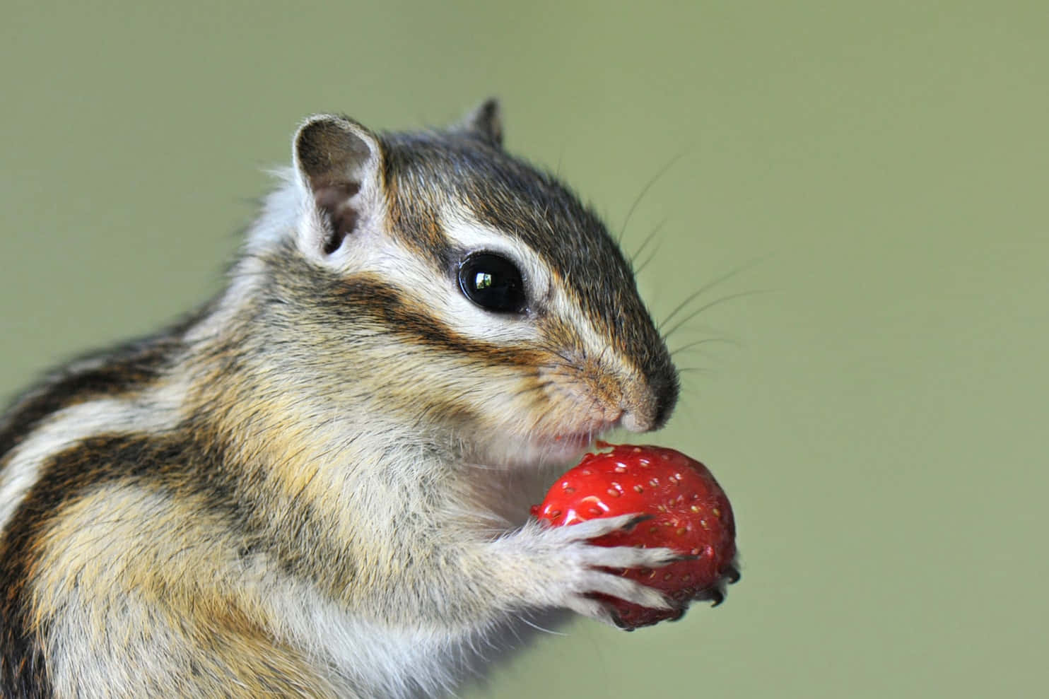Chipmunk Eating A Strawberry Pictures