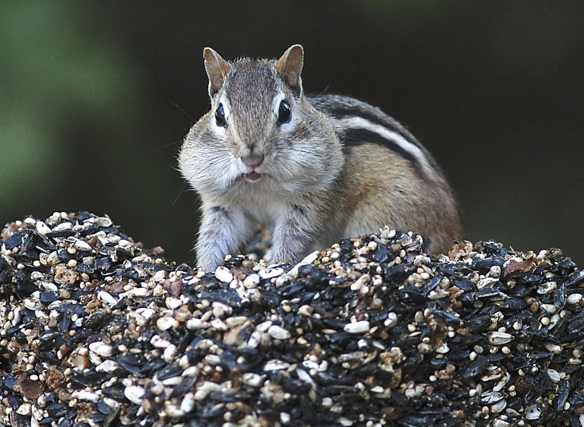 Chipmunk With Fat Cheeks Picture
