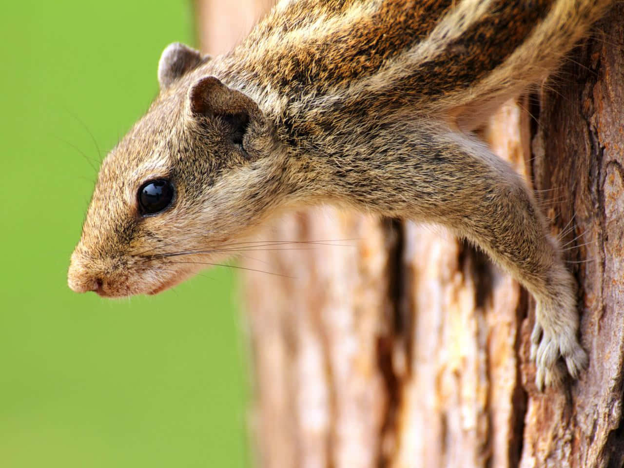 Chipmunk Climbing Down Tree Picture