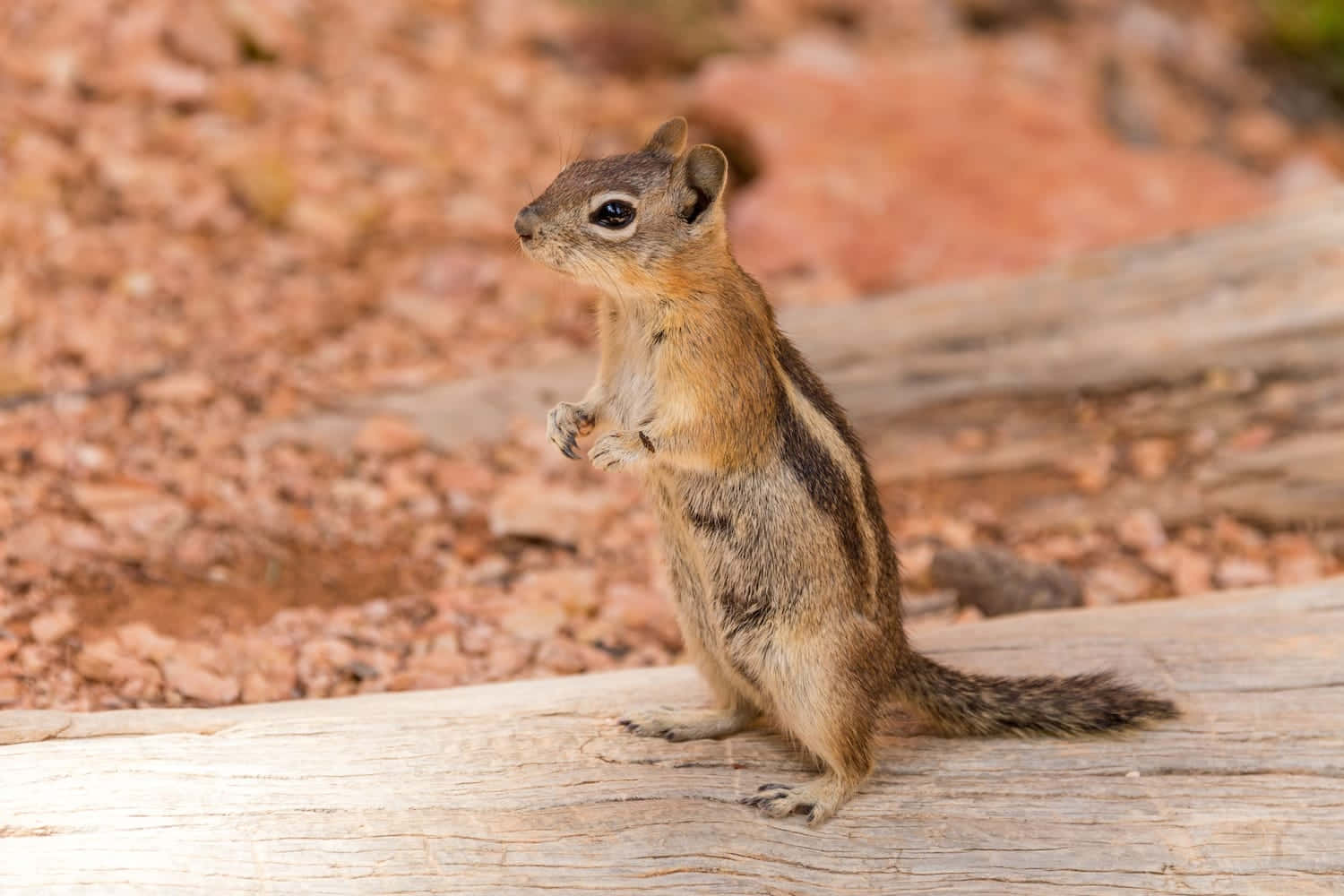 Long Brown Chipmunk Standing Picture