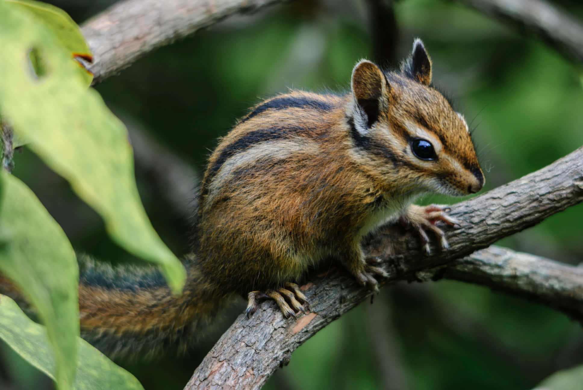 "A cheerful looking chipmunk gathering nuts for the winter ahead"