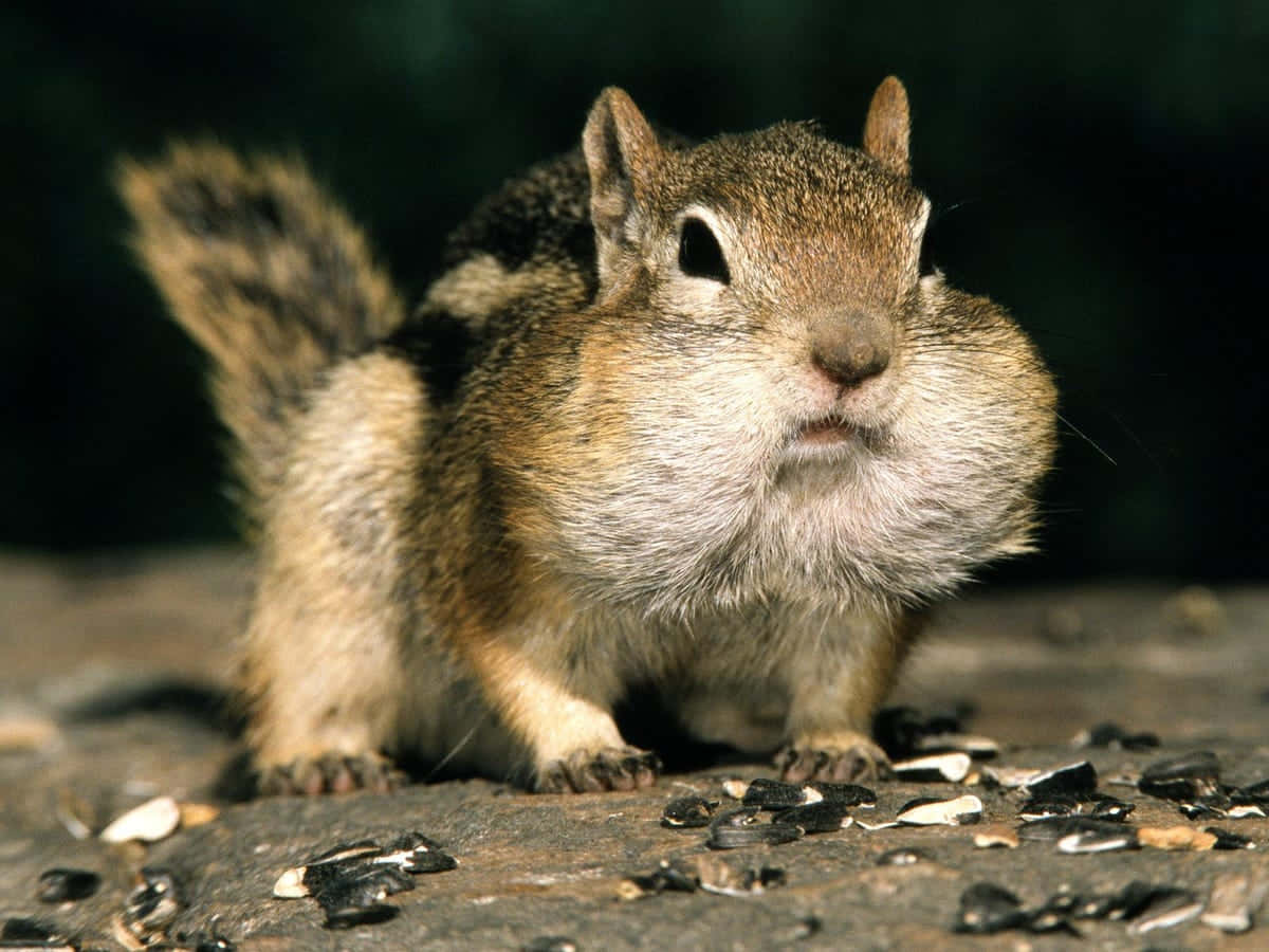 This Smiling Chipmunk is Searching for Nuts