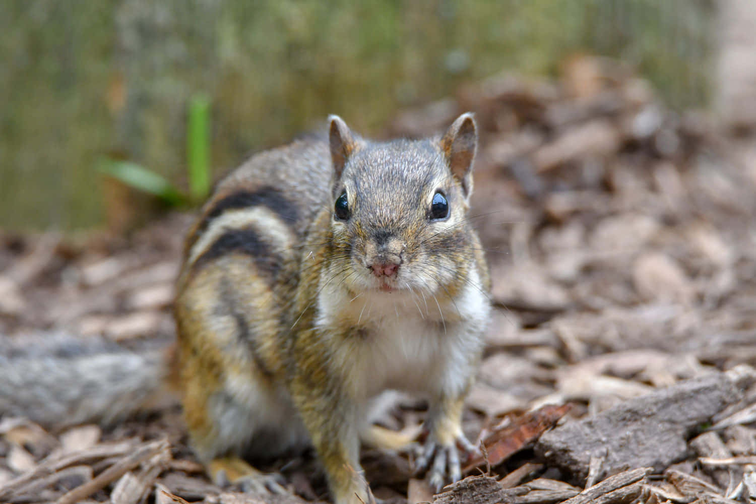 A friendly chipmunk stands ready to greet you