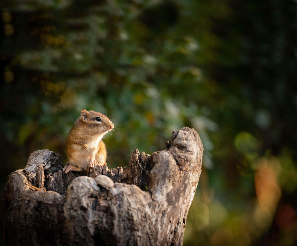 Chipmunk On Tree Trunk Picture