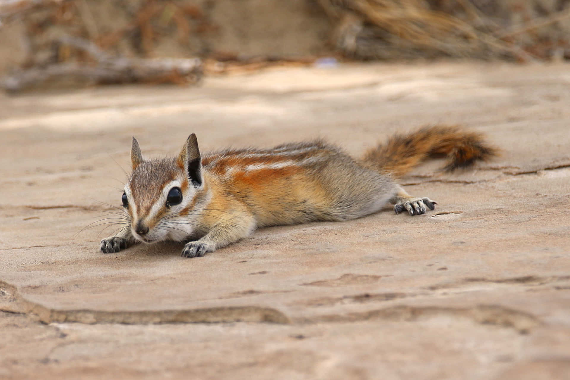 Chipmunk Lying On Rock Picture