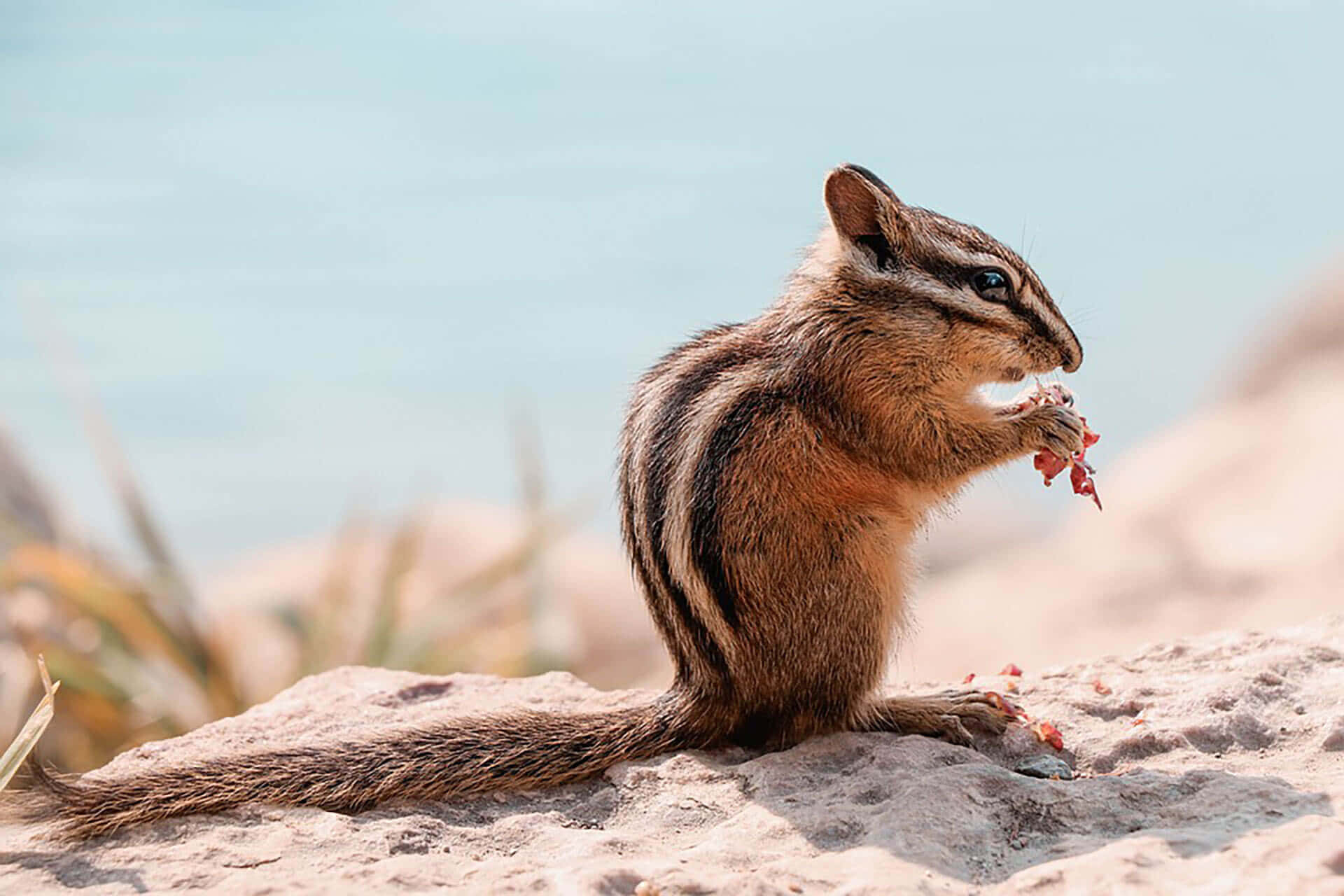 Cute Chipmunk Standing On Rock Picture
