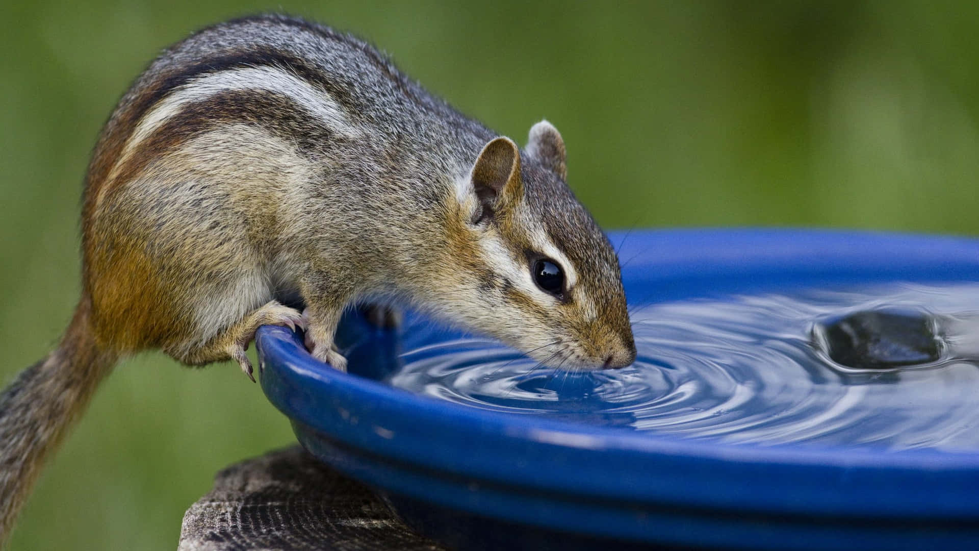 Cute Chipmunk Drinking Water Picture