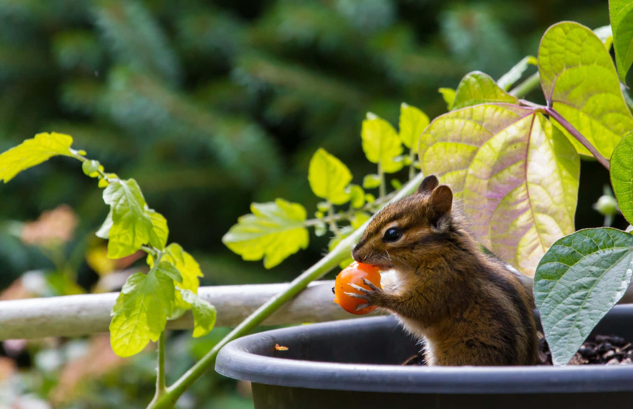 A cute Chipmunk with a basket of colorful autumn leaves.