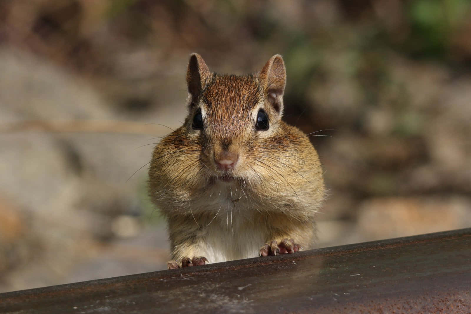 Chipmunk With Fat Cheeks Peeking Picture