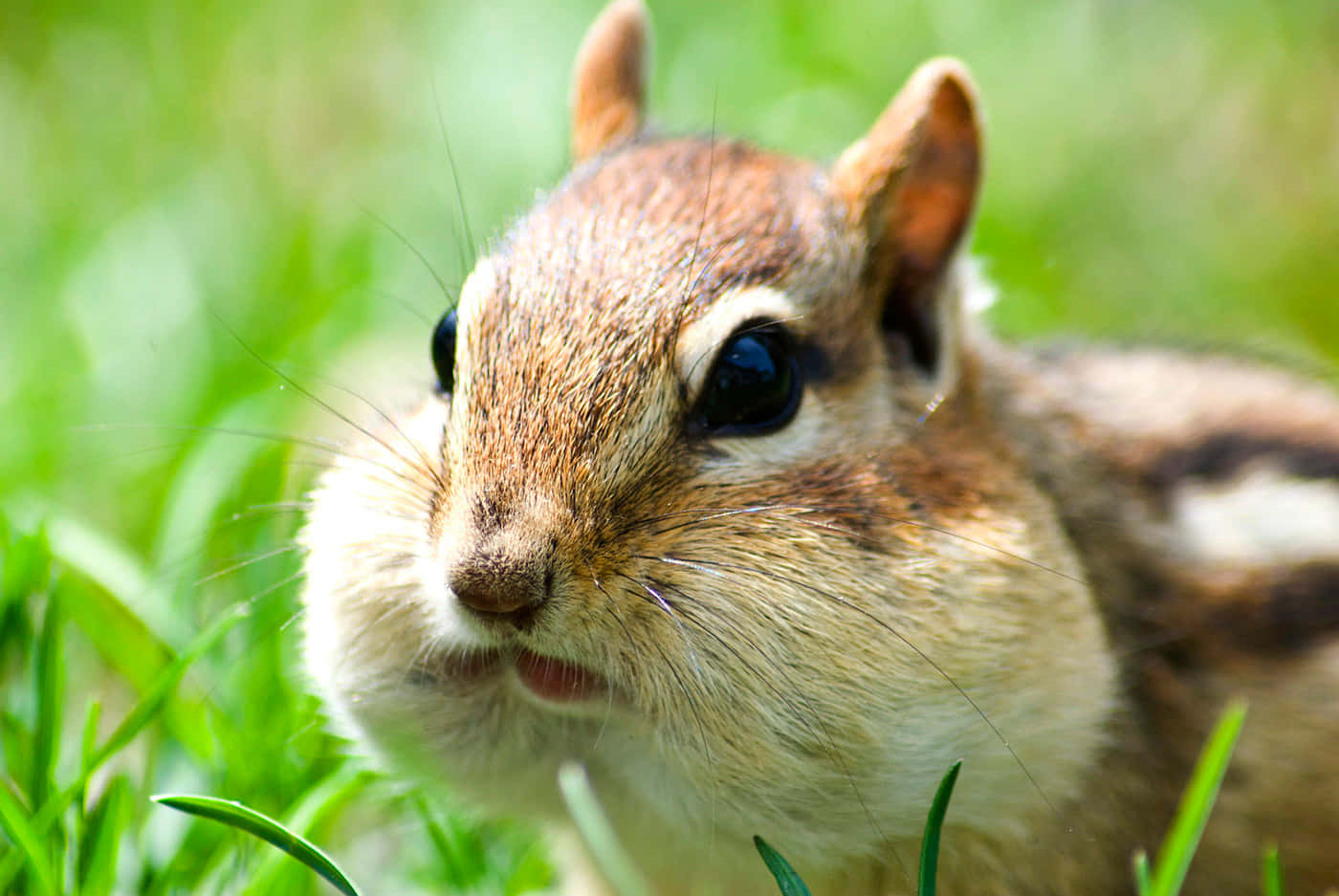 Chipmunk With Swelling Cheeks Picture
