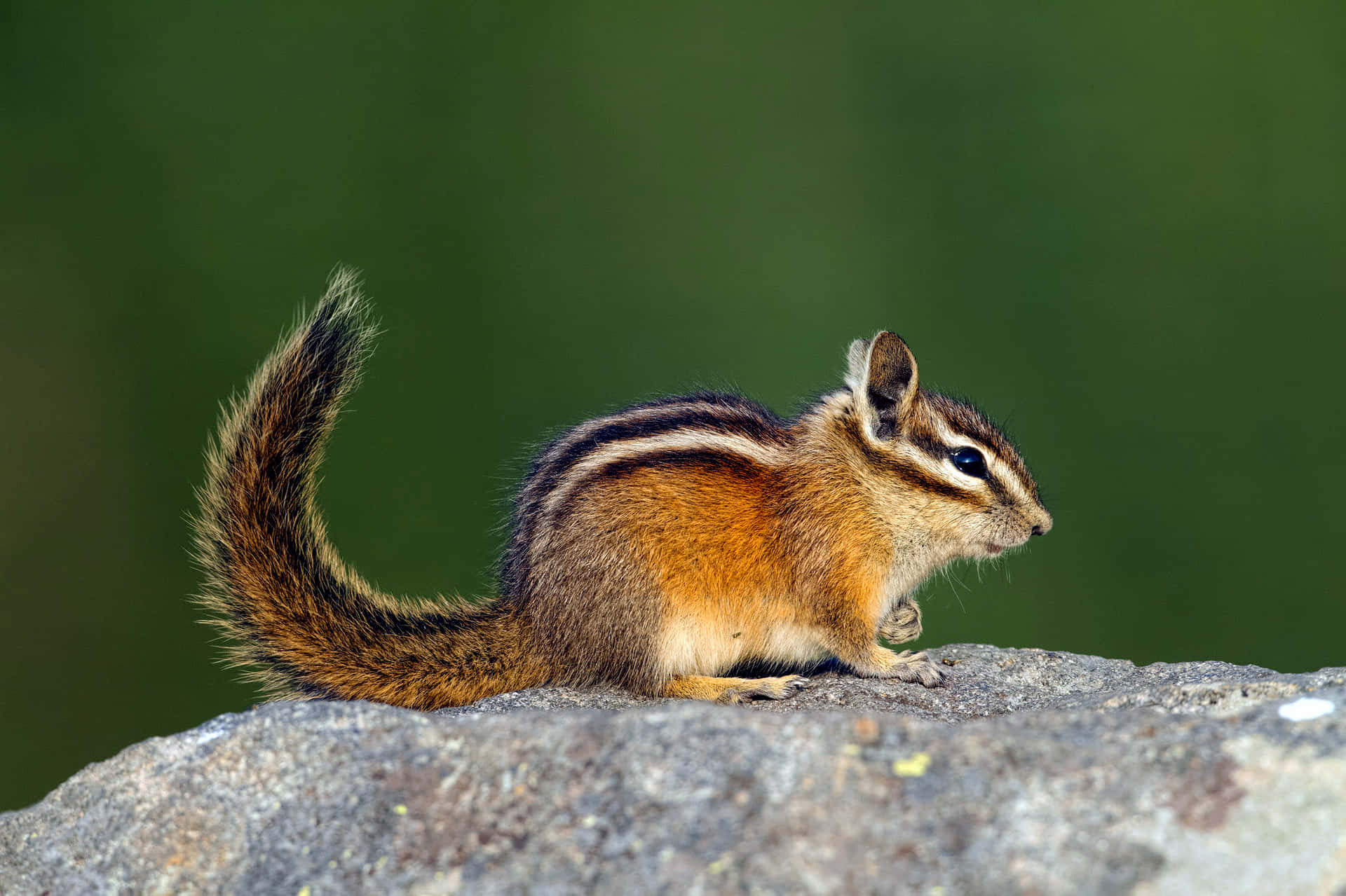 Chipmunk With Hairy Tail Picture