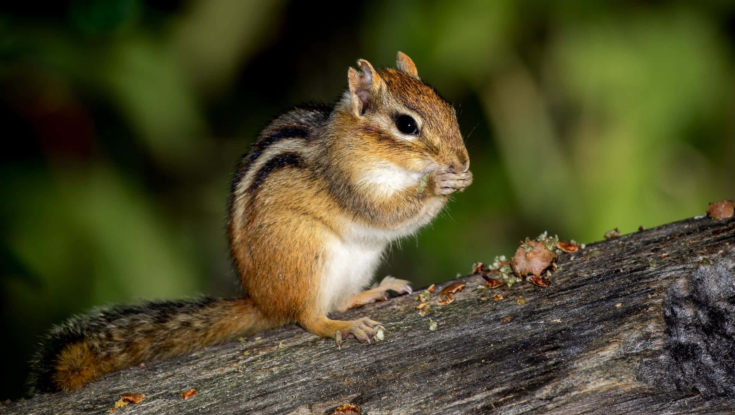 A cute chipmunk enjoying a nut