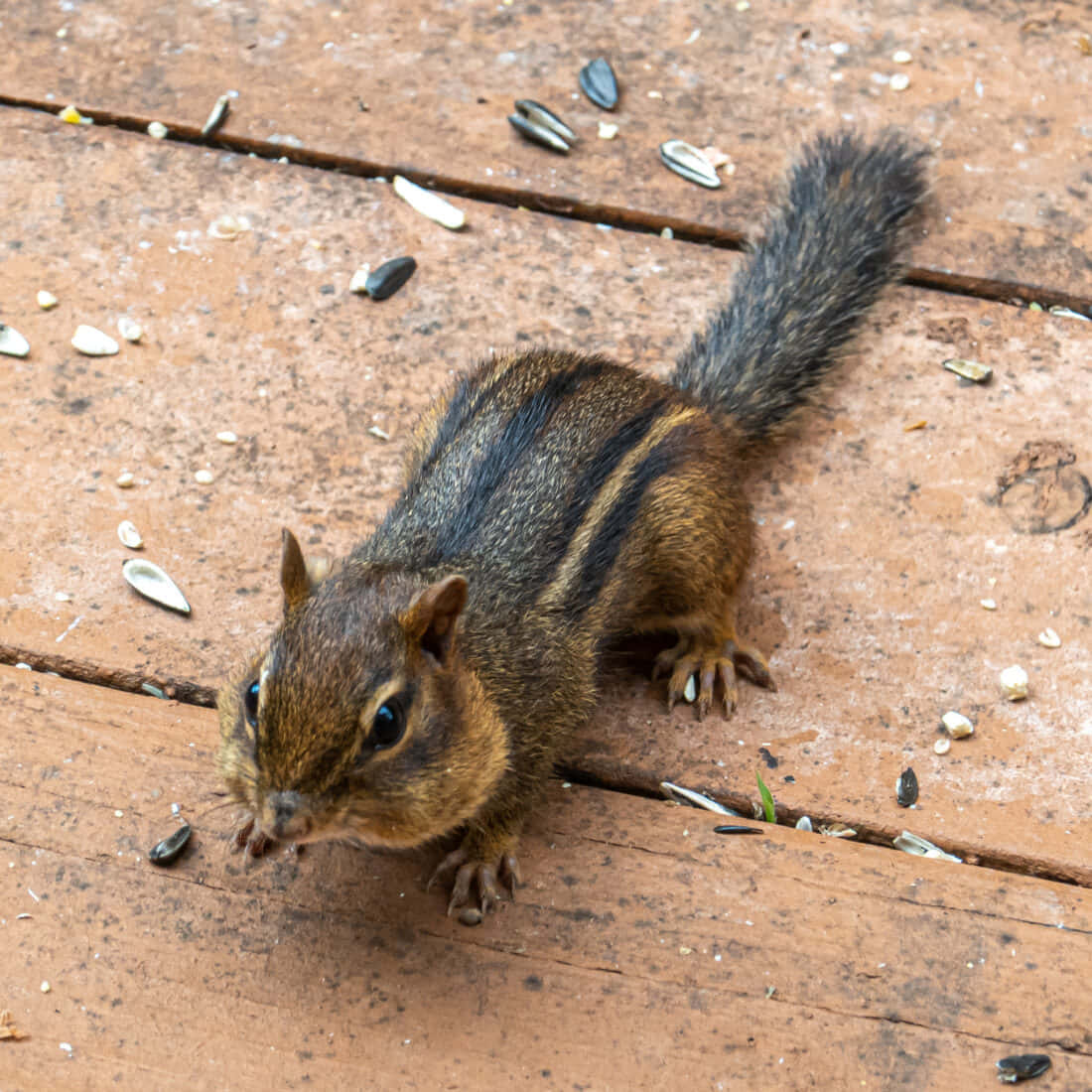 Chipmunk Eating Sunflower Seed Picture