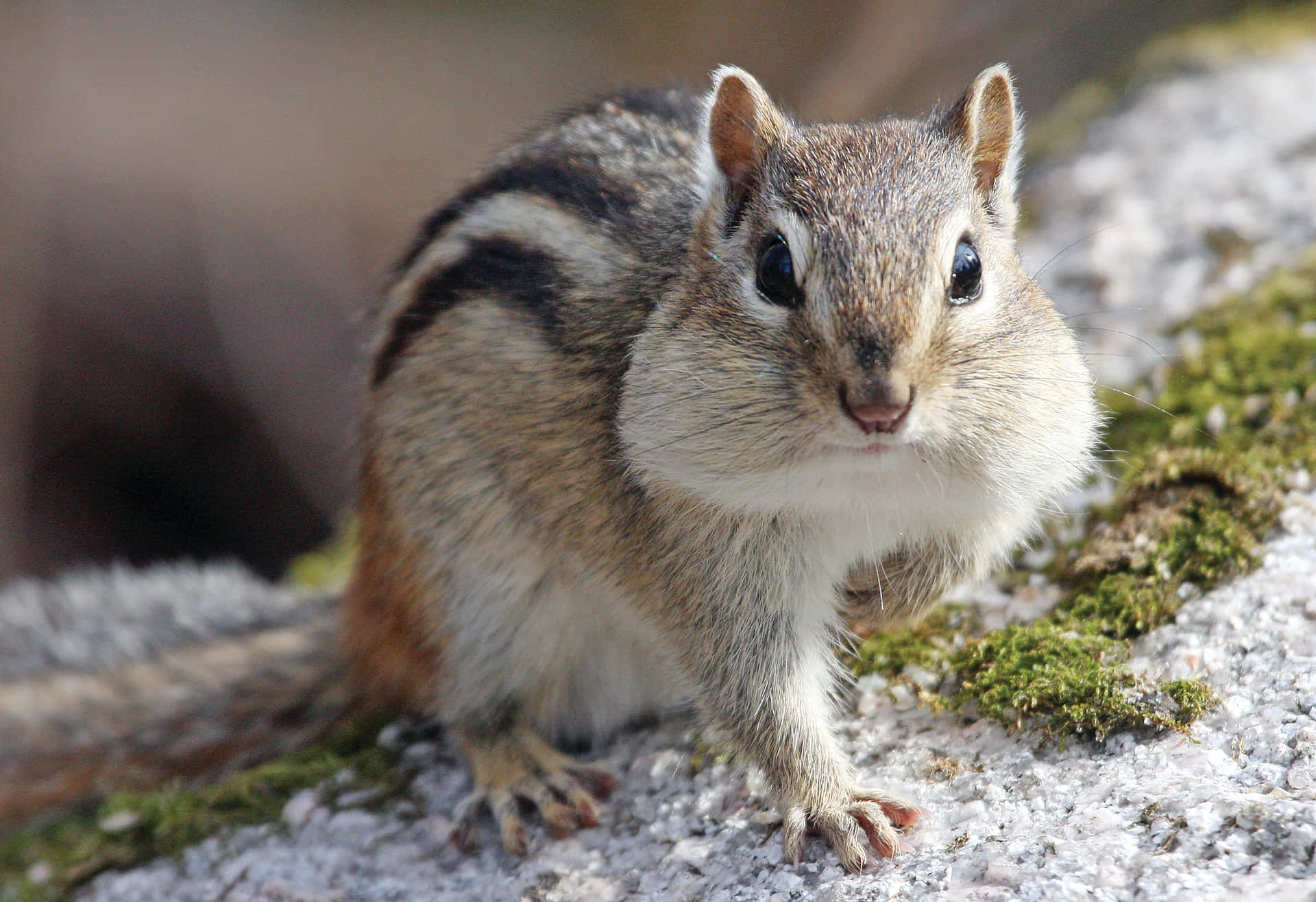Striped Chipmunk Focus Selection Picture