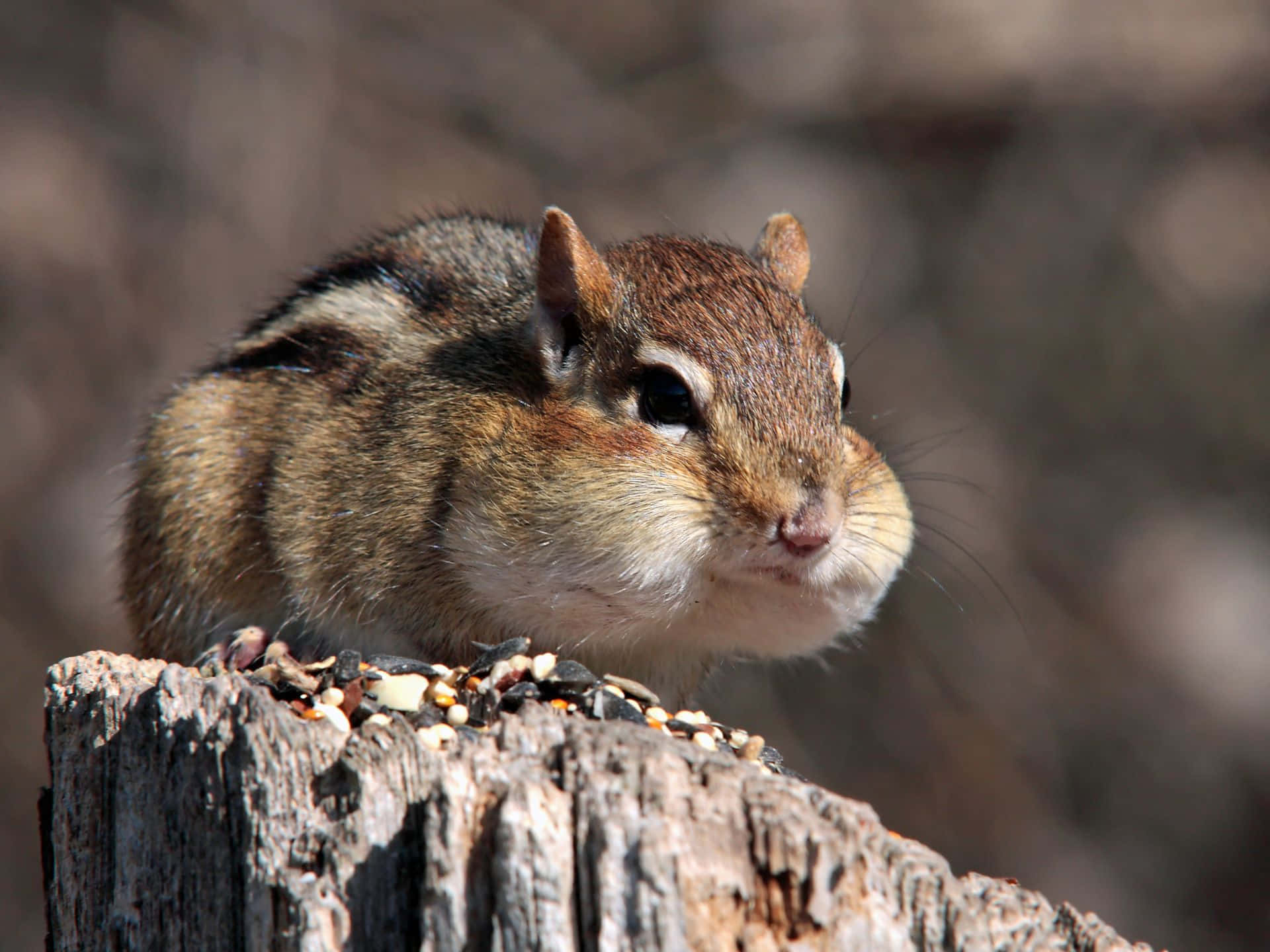 Chipmunkon Wooden Stump Wallpaper