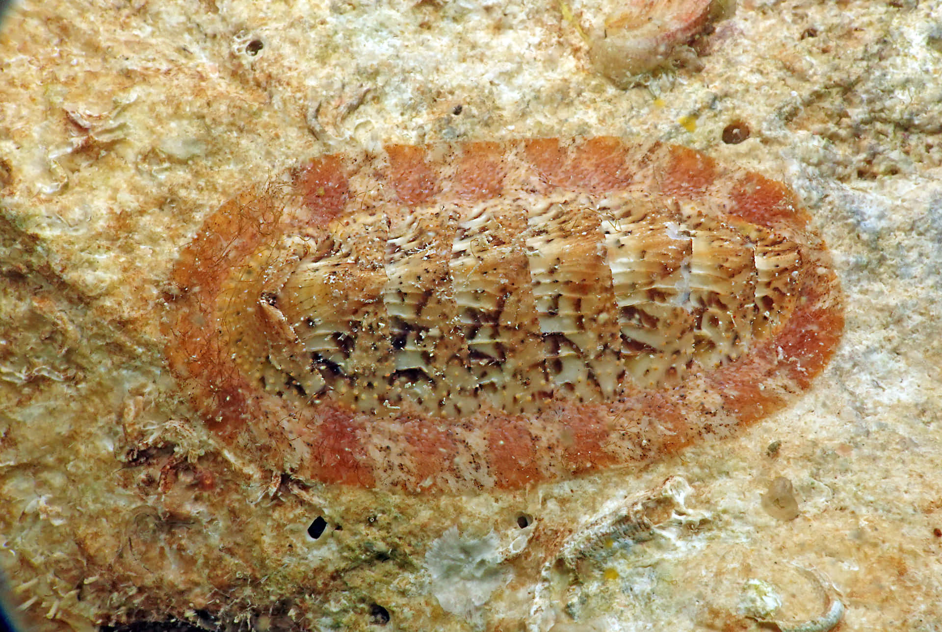 Chiton Marine Mollusk Neoloricata Wallpaper