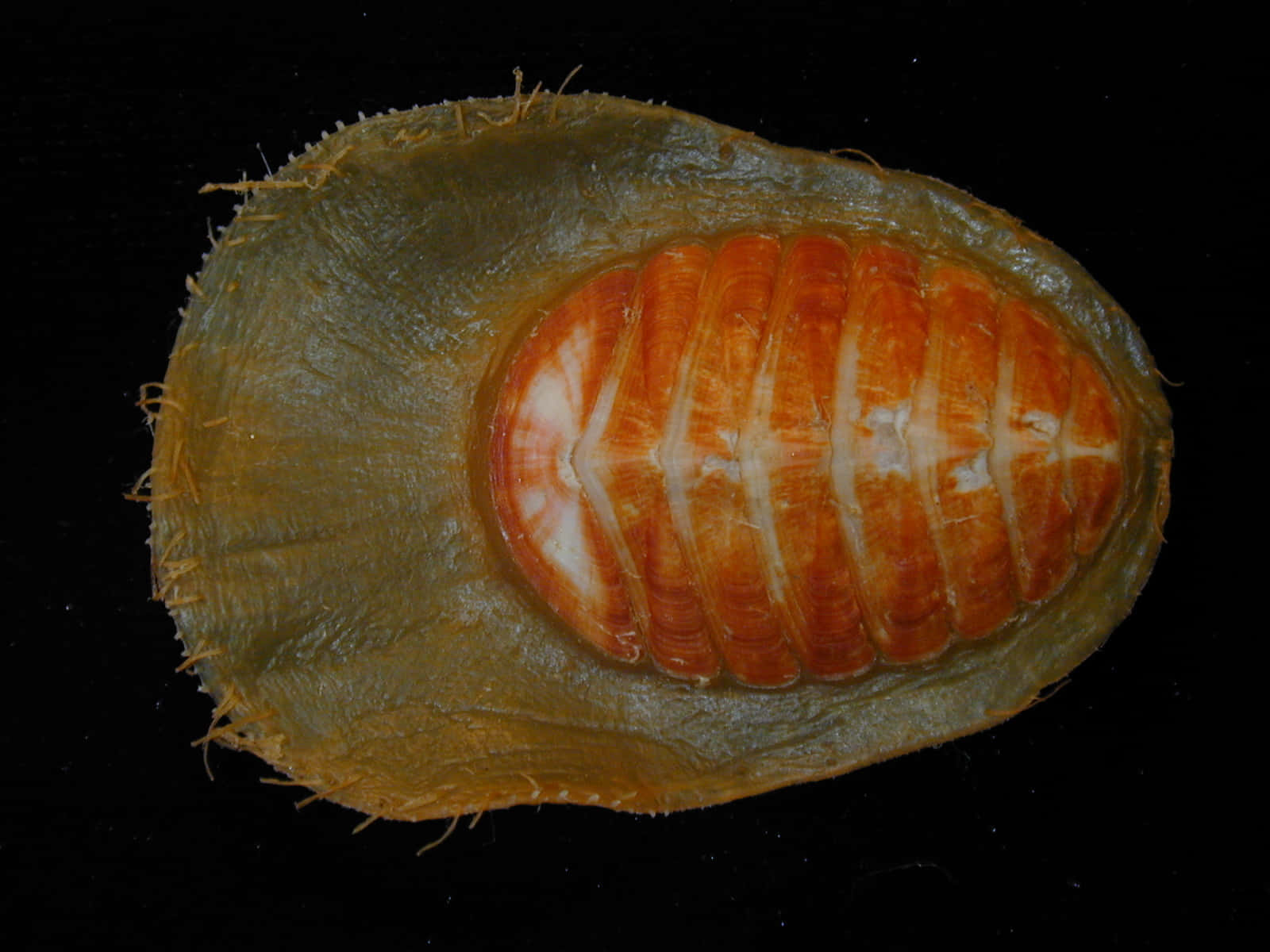 Chiton Mollusk Neoloricata Wallpaper
