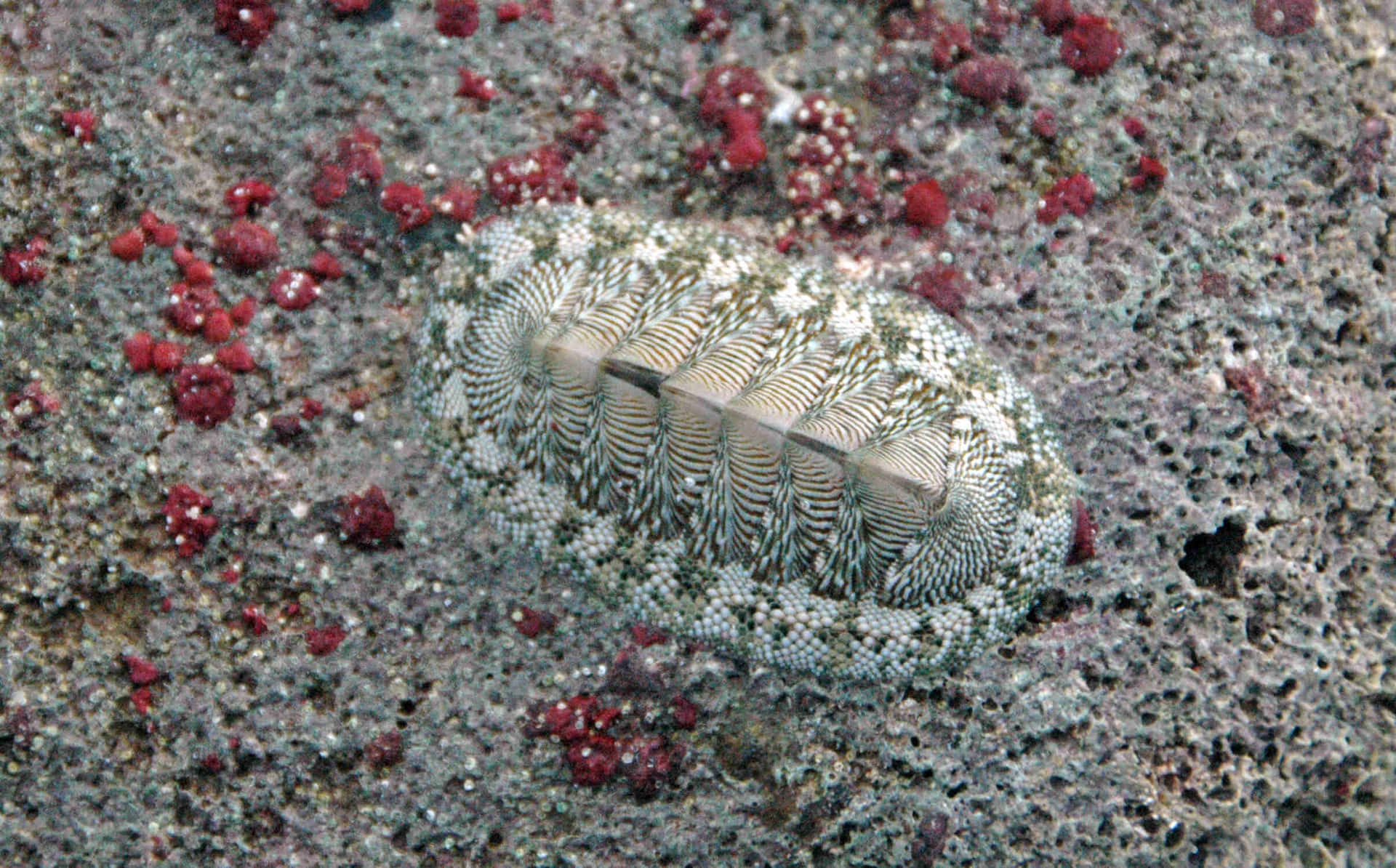 Chiton_ Mollusk_on_ Rocky_ Surface Wallpaper