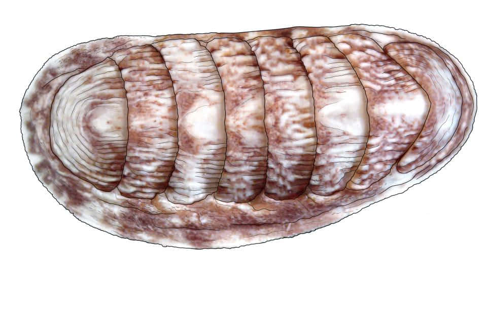Chiton Mollusk Shell Texture Wallpaper