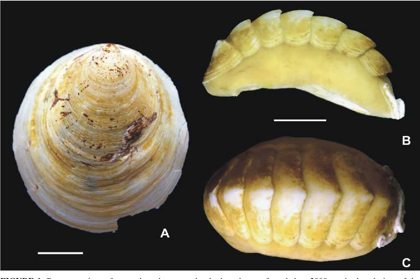 Chitonidae Mollusk Shells Wallpaper