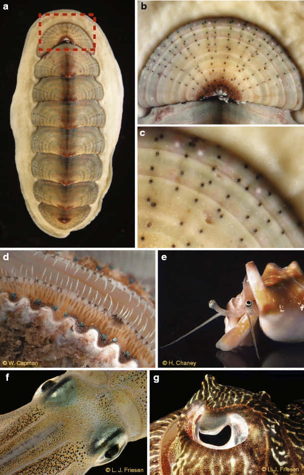 Chitonidae Mollusk Study Collage Wallpaper