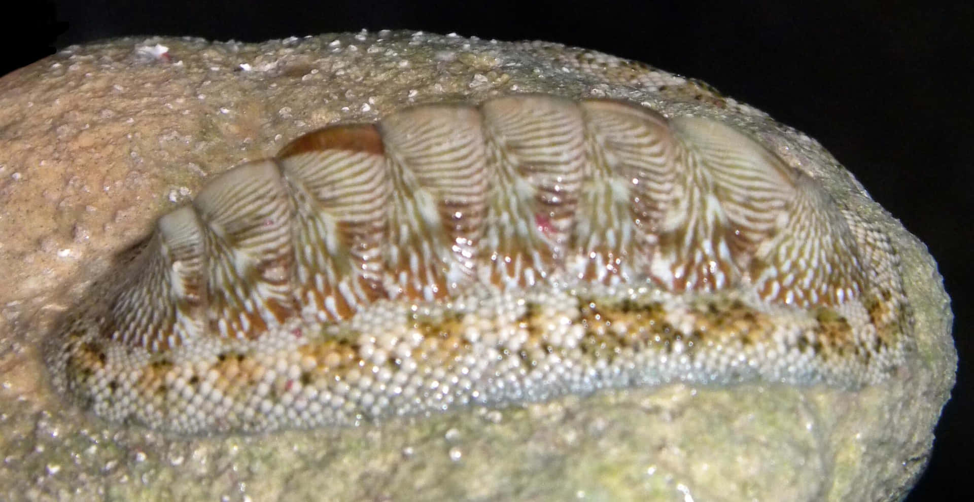 Chitonidae Molluskon Rock Wallpaper
