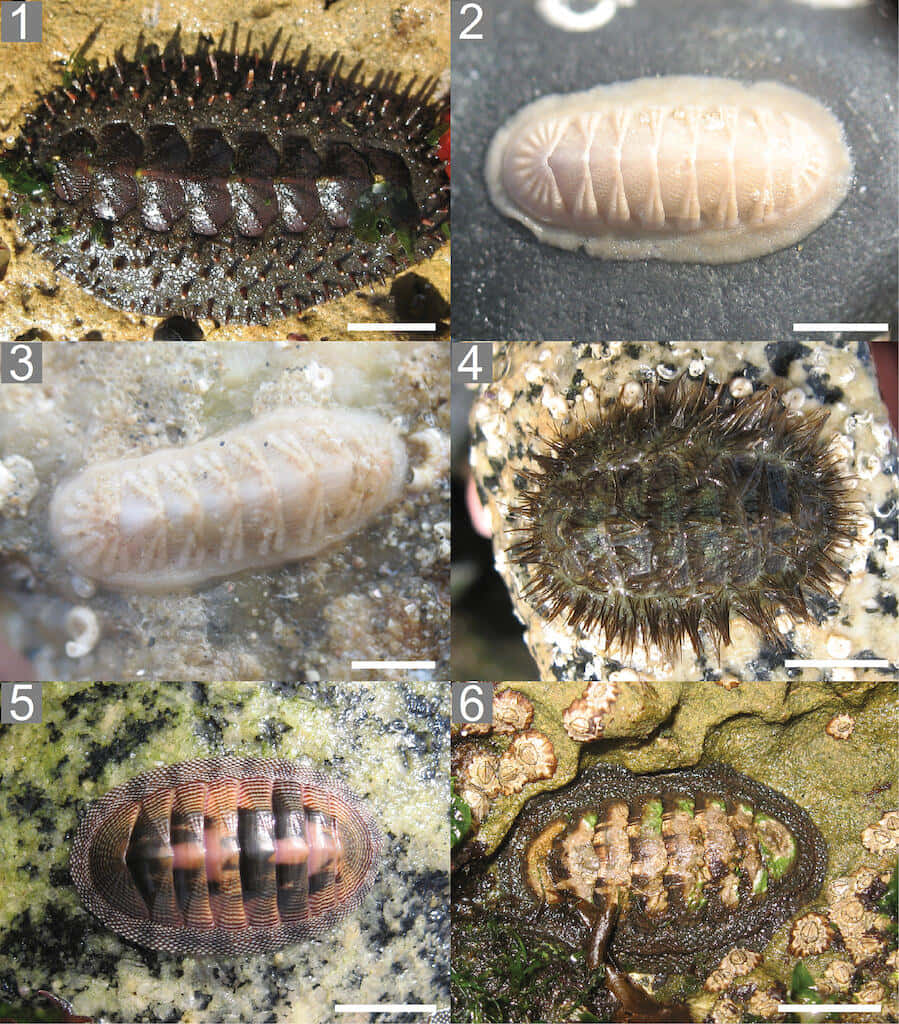 Chitonidae Variety Collage Wallpaper
