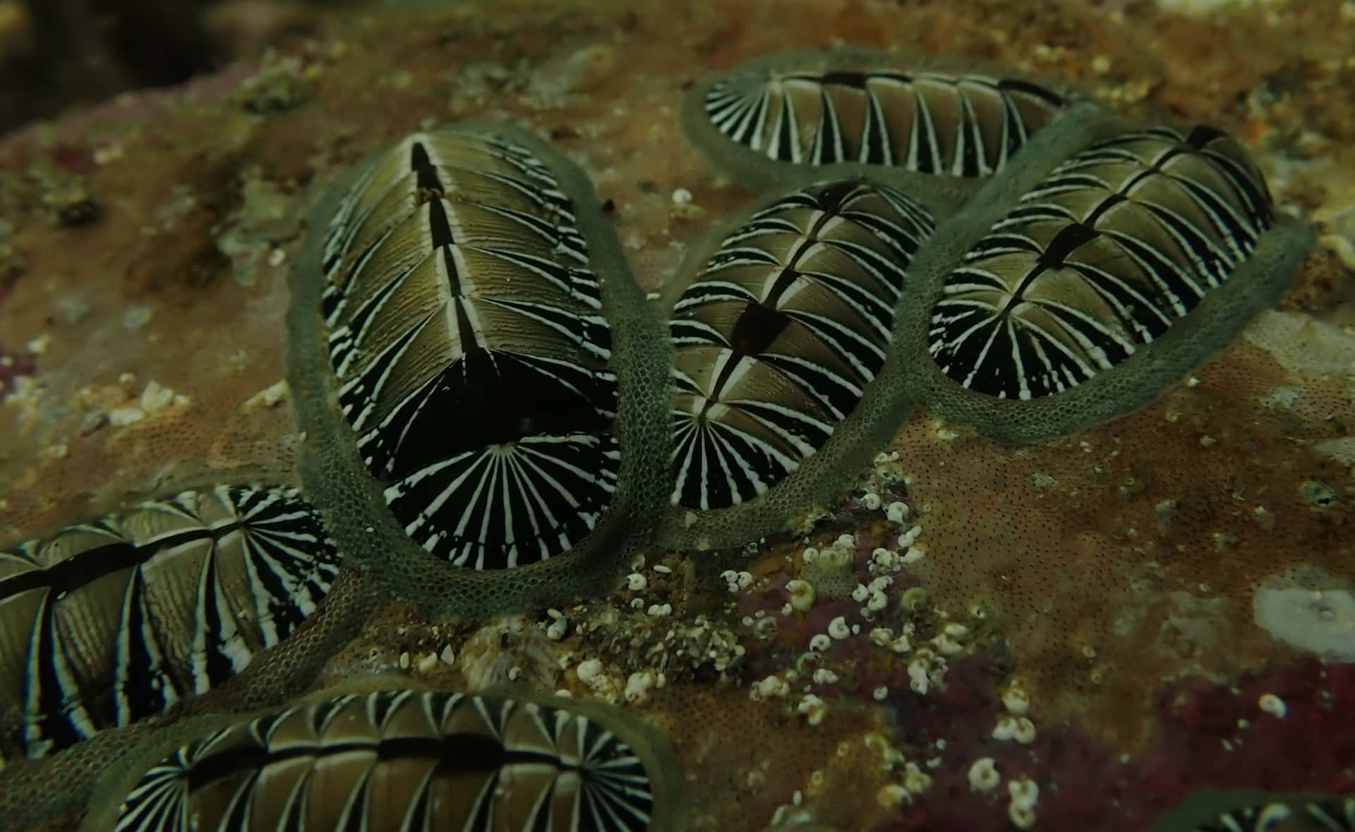 Chitonson Rocky Seabed Wallpaper