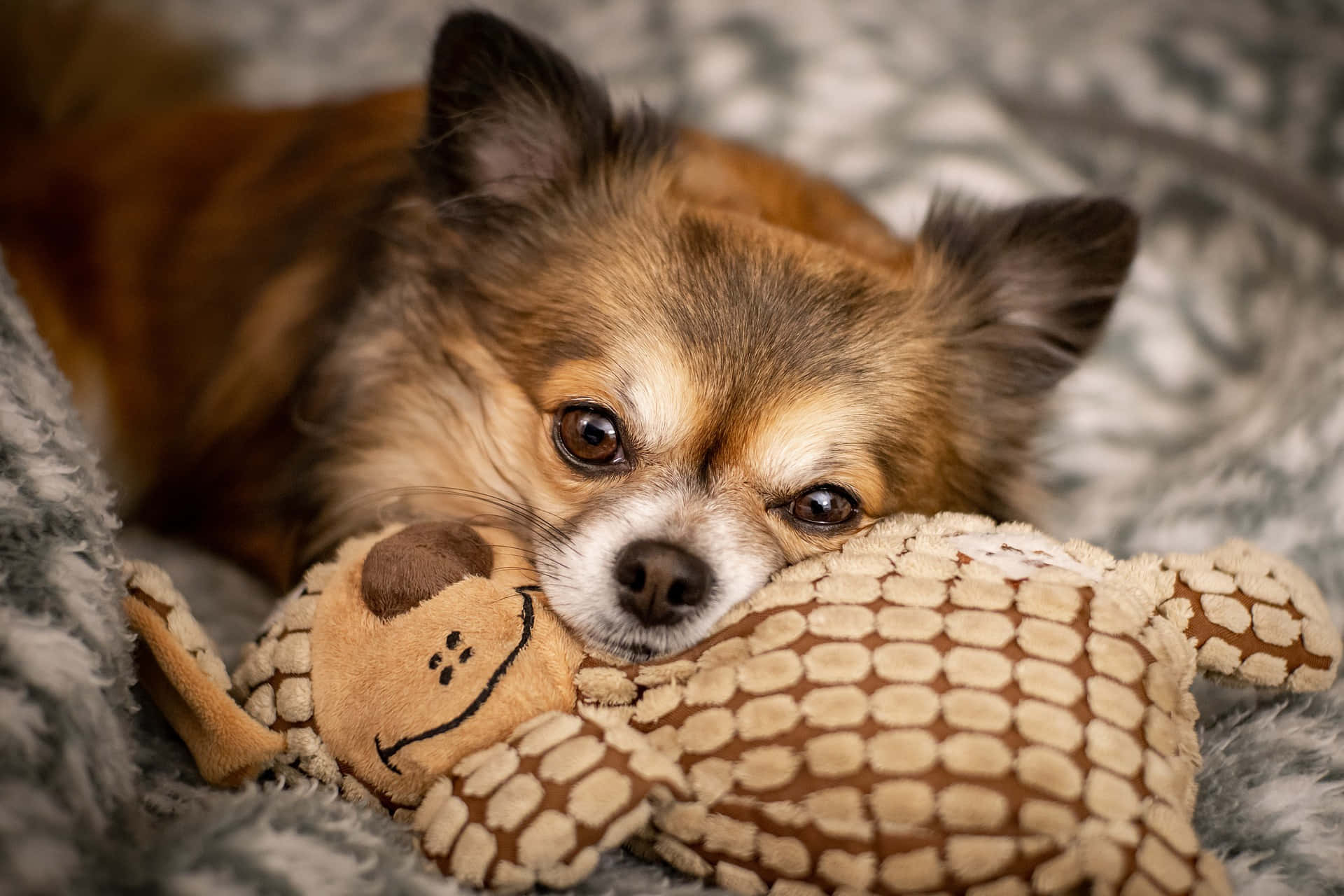 Chokladfärgadchihuahua-hund Med Leksaksdjur Wallpaper