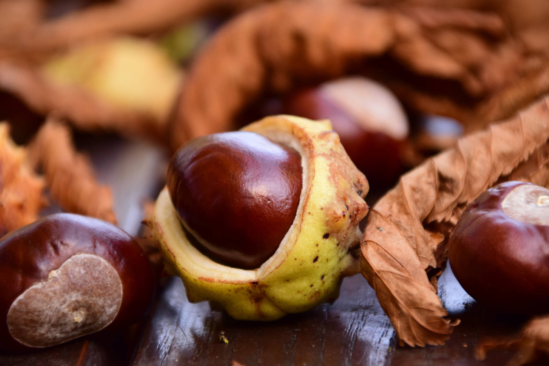 Chocolate Colored Chestnut Fruit Wallpaper