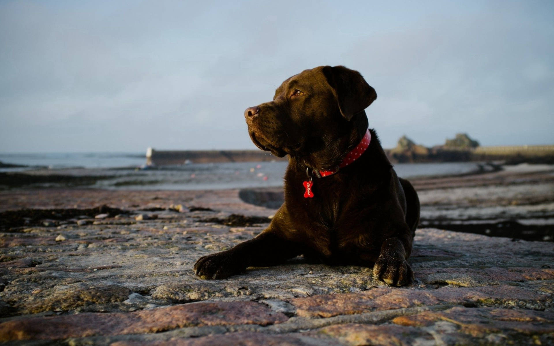 Chocolate Lab dog on rocky land by the sea wallpaper