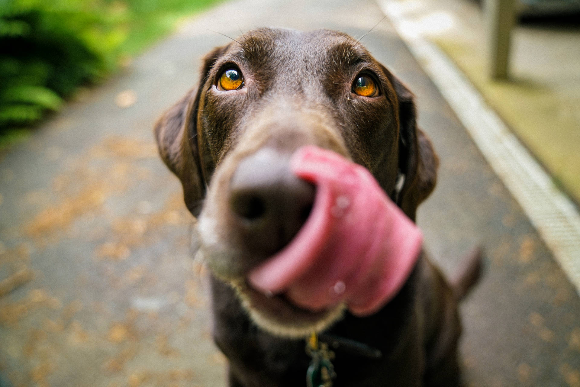Chocolate Lab Dog Tongue Out Wallpaper