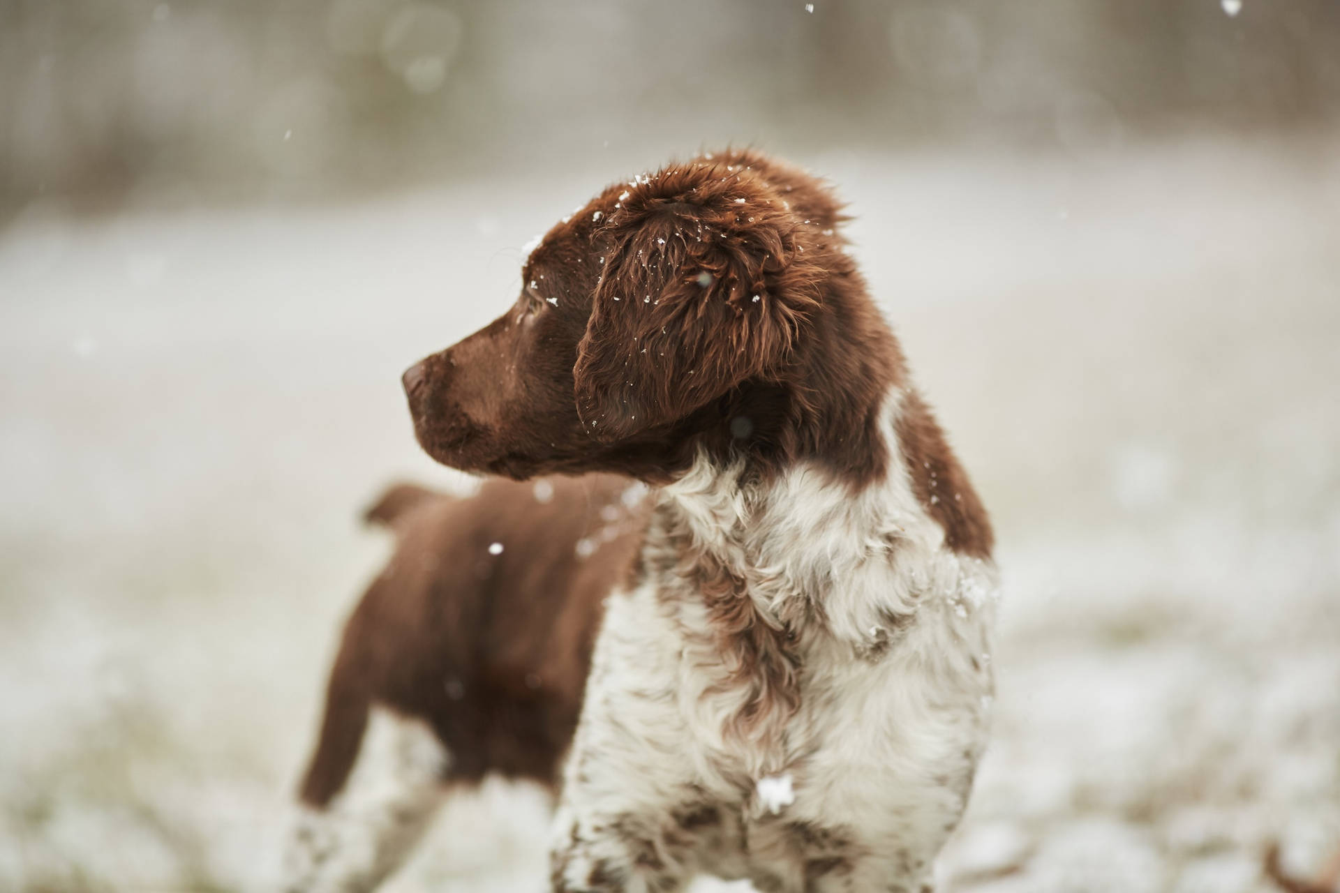 Cute chocolate Lab puppy dog playing on snow wallpaper