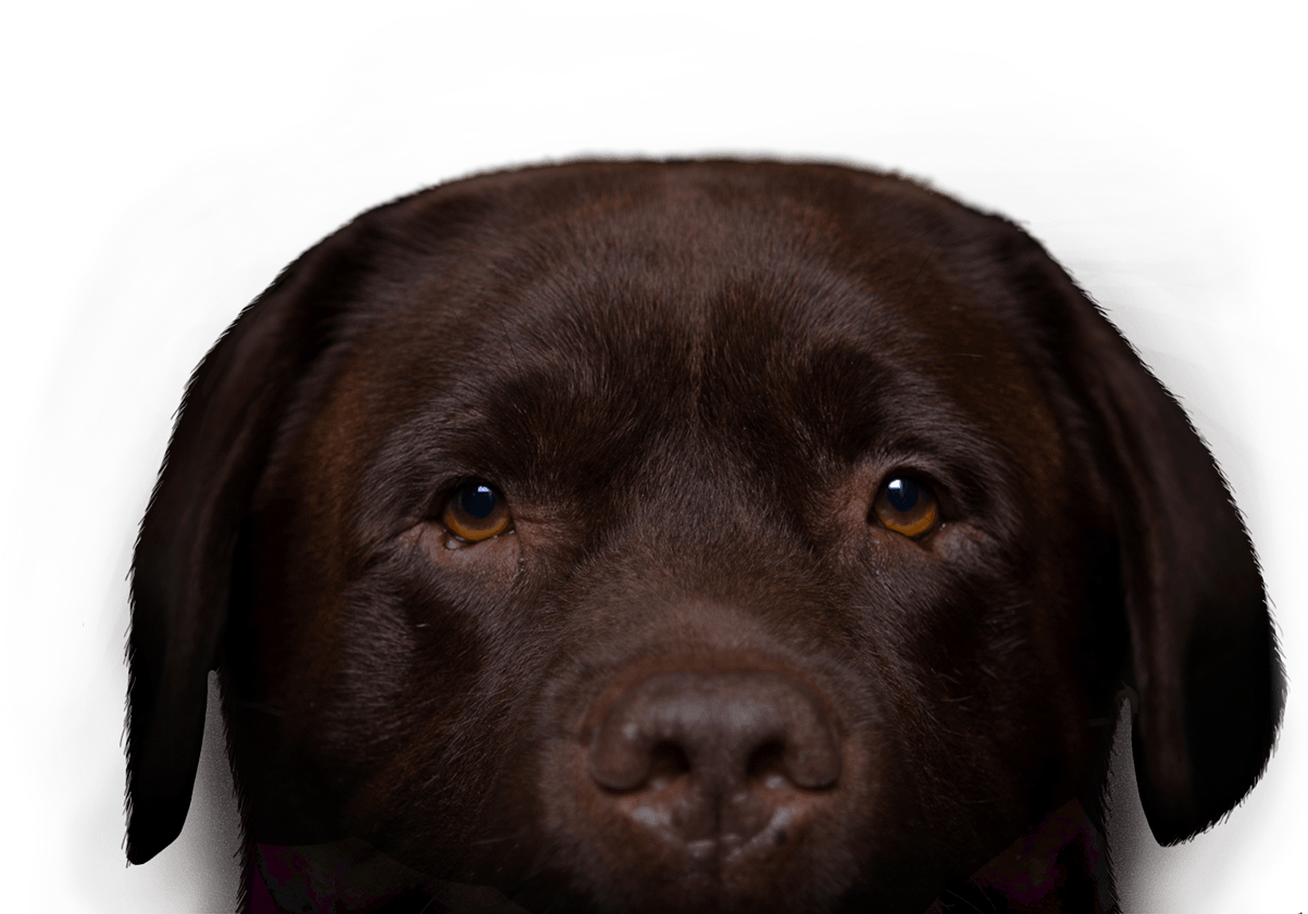 Chocolate Labrador Portrait PNG