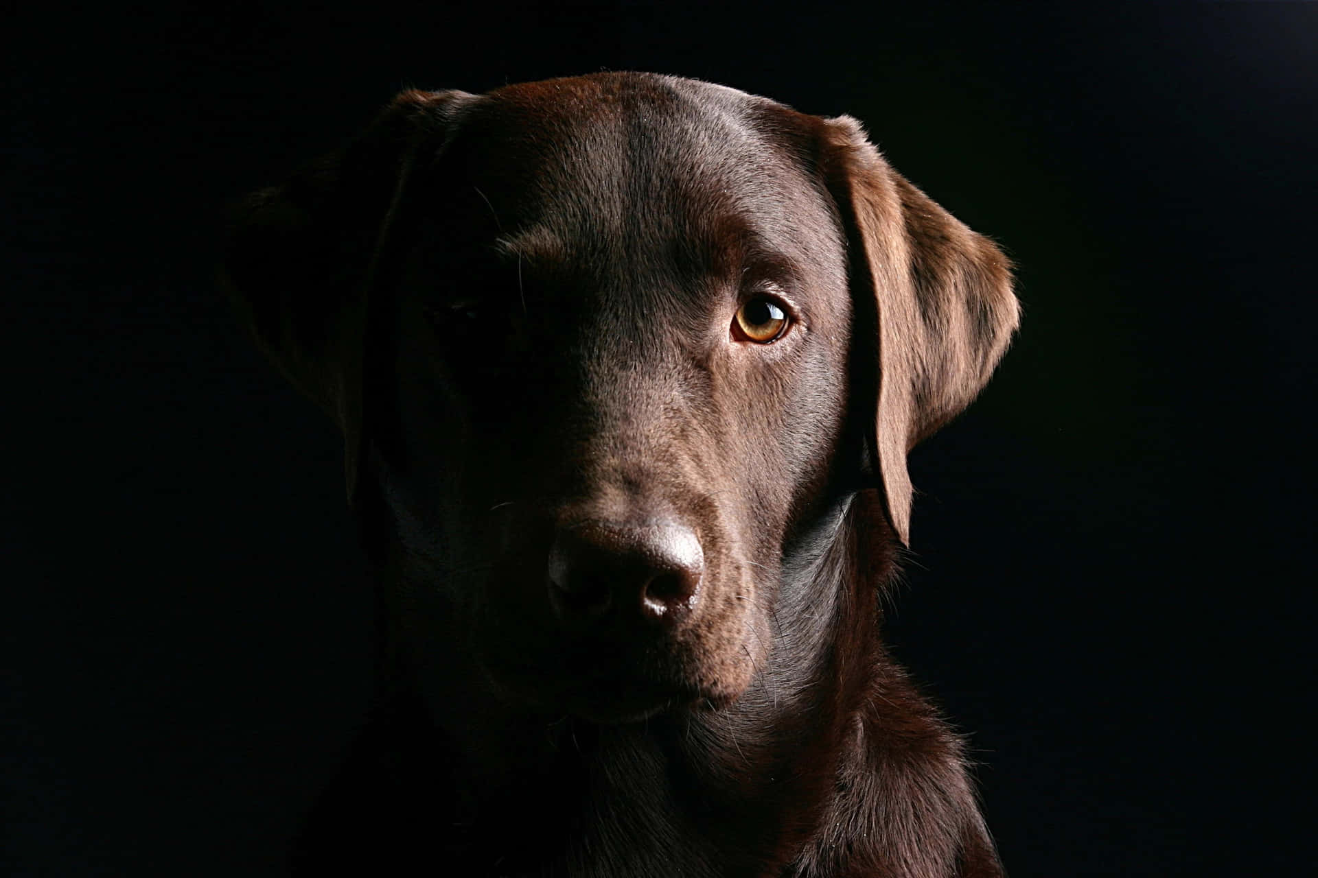 Chocolate Labrador Portrait Dramatic Lighting Wallpaper