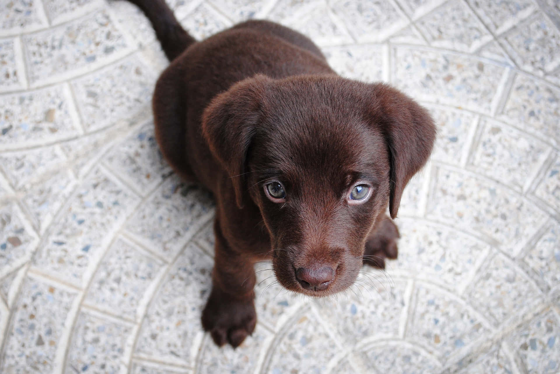 Chocolate Labrador Puppy Cute Gaze Wallpaper