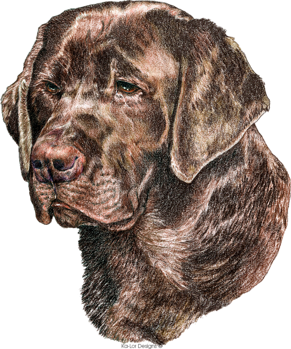 Chocolate Labrador Retriever Portrait PNG