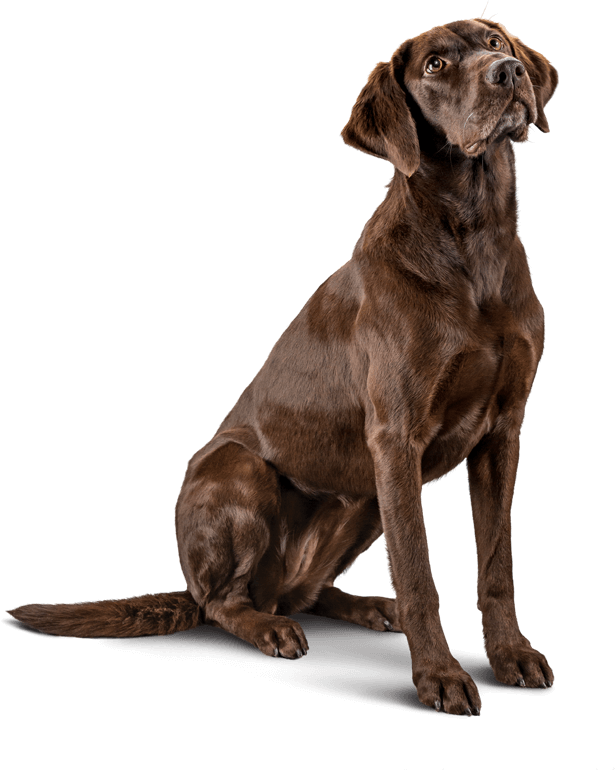 Chocolate Labrador Retriever Sitting Pose PNG