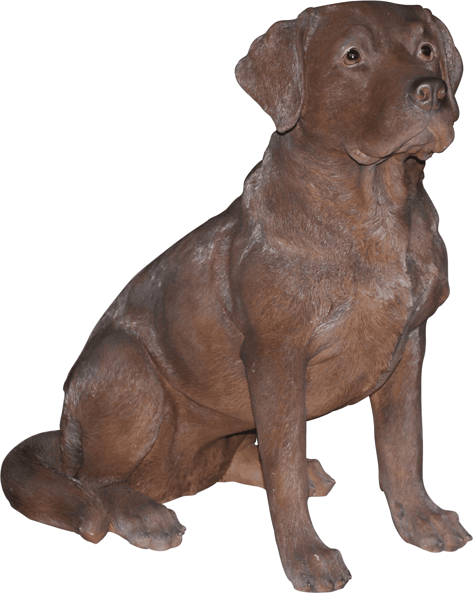 Chocolate Labrador Sitting Pose PNG