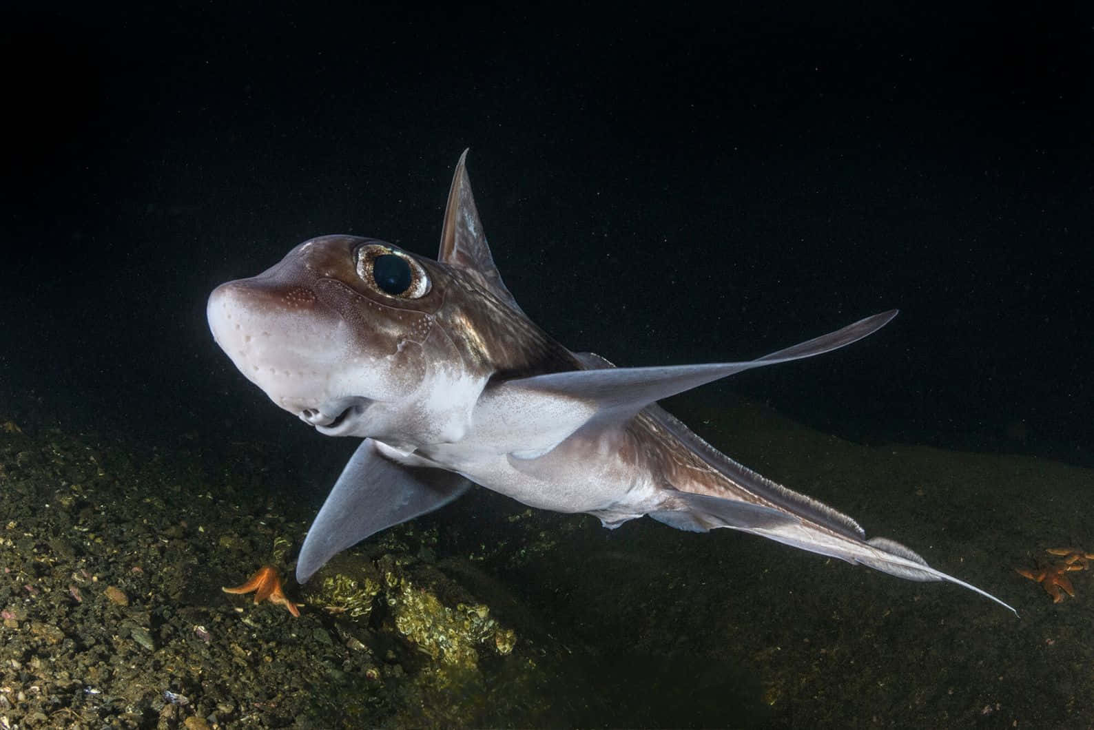 Chondrichthyes Swimming In Dark Waters Wallpaper