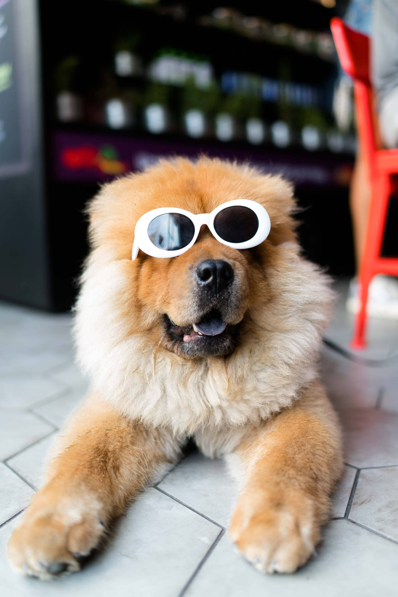 Chow Chow dog wears sunglasses wallpaper.