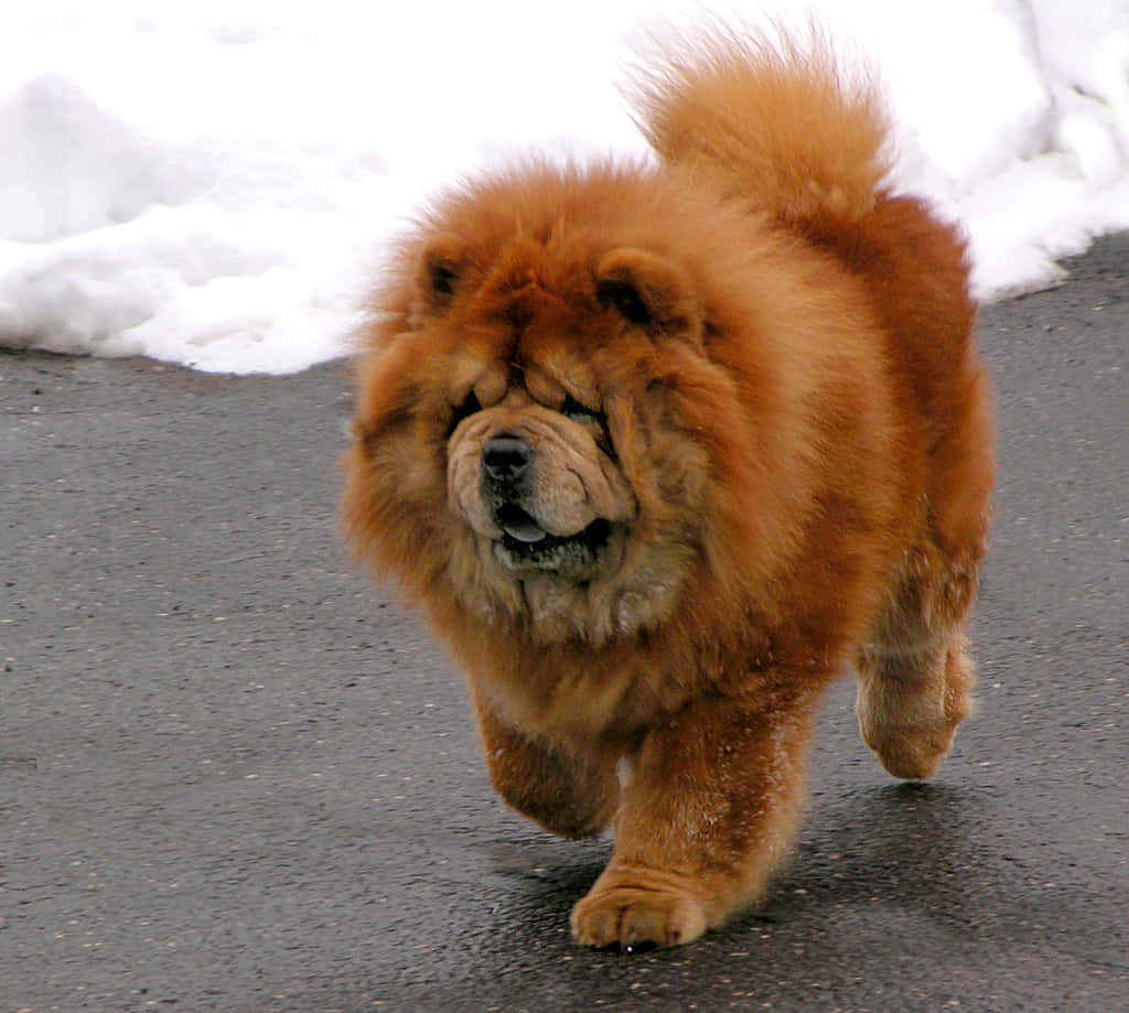 A cute Chow Chow pup with a fluffy fur coat.