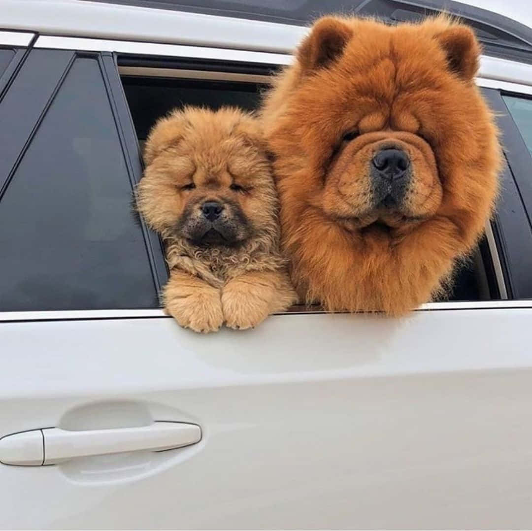 This Chow Chow's Majestic Fur Is Absolutely Stunning