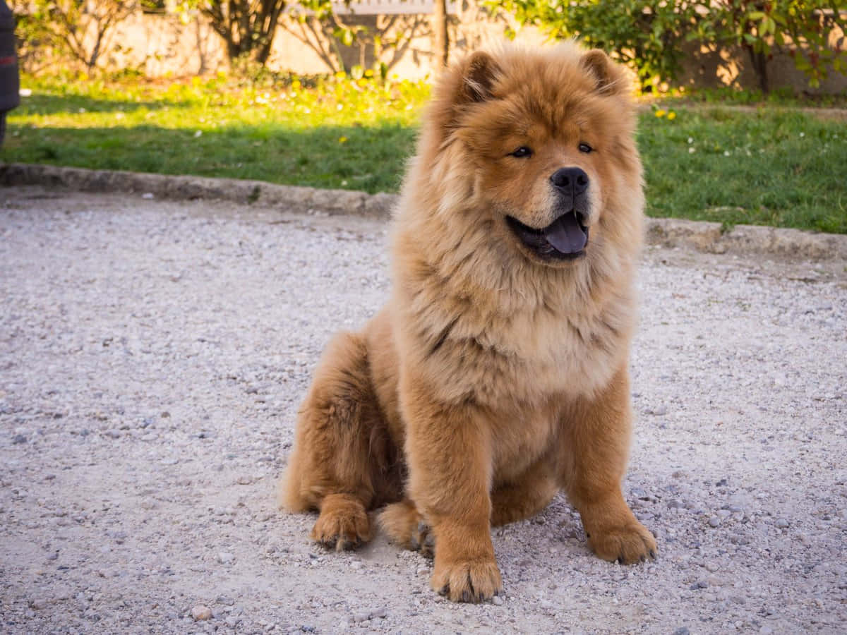 This Adorable Chow Chow Will Light Up Your Life!