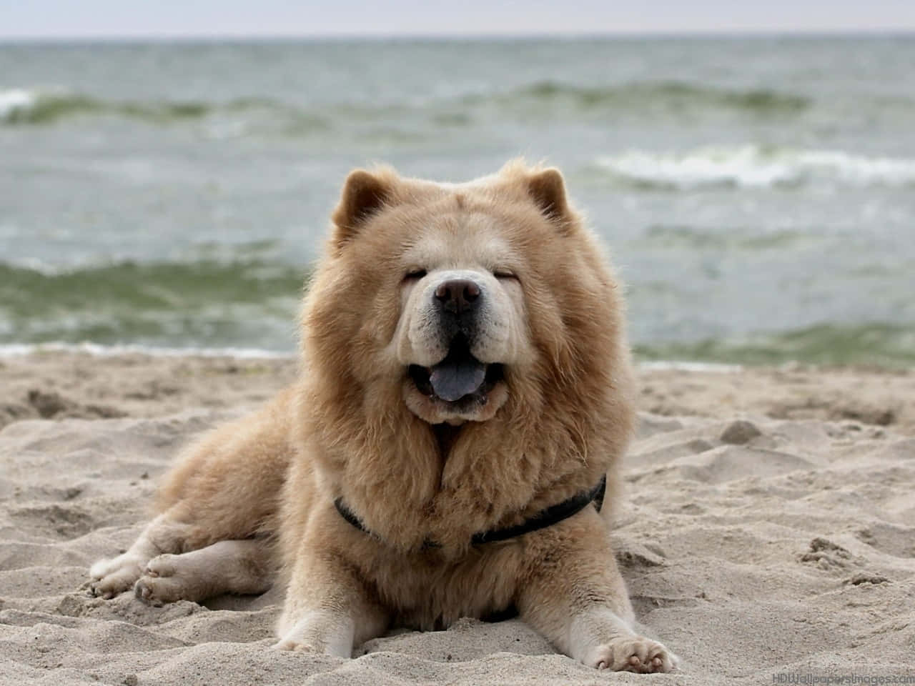 "Fluffy and Adorable - Meet the Chow Chow!"
